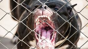 Agresivní pes útočil v Brně na lidi: Strážníci ho zneškodnili »slzákem«, skončil v útulku