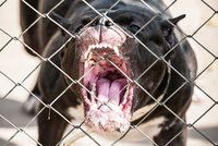 Agresivní pes útočil v Brně na lidi: Strážníci ho zneškodnili »slzákem«, skončil v útulku