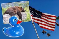 Země šílených zákonů: V Americe nesmíte darovat malou bonboniéru nebo budit medvědy