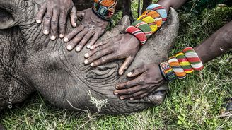Náš osud je spjatý s osudem zvířat, říká fotografka National Geographic. V Czech Photo Centru pořádá besedu Náš osud je spjatý s osudem zvířat, říká fotografka National Geographic. V Czech Photo Centru pořádá besedu