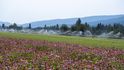 Farma Trout Lake ve státě Washington patří společnosti Amway. Pěstované rostliny využívá jako suroviny pro výrobu doplňků stravy značky Nutrilite. Farma Trout Lake ve státě Washington patří společnosti Amway. Pěstované rostliny využívá jako suroviny pro výrobu doplňků stravy značky Nutrilite.