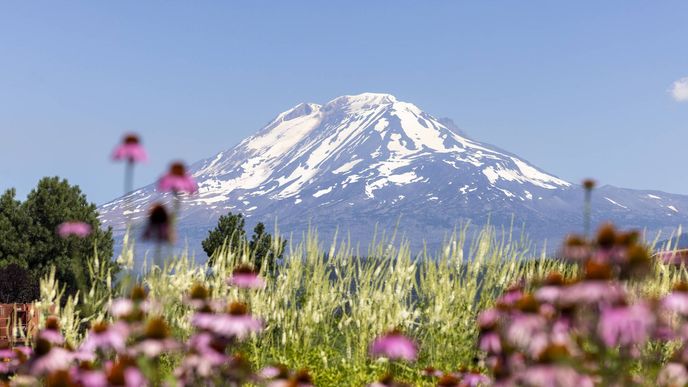 Farma Trout Lake ve státě Washington patří společnosti Amway. Pěstované rostliny využívá jako suroviny pro výrobu doplňků stravy značky Nutrilite. Farma Trout Lake ve státě Washington patří společnosti Amway. Pěstované rostliny využívá jako suroviny pro výrobu doplňků stravy značky Nutrilite.