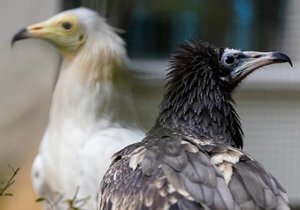 A scavenger vulture named Anahita who was rescued by conservationists with 12 bullets in his body in Lebanon.  In January, he was transferred to the Prague Zoo.  (January 31, 2022)