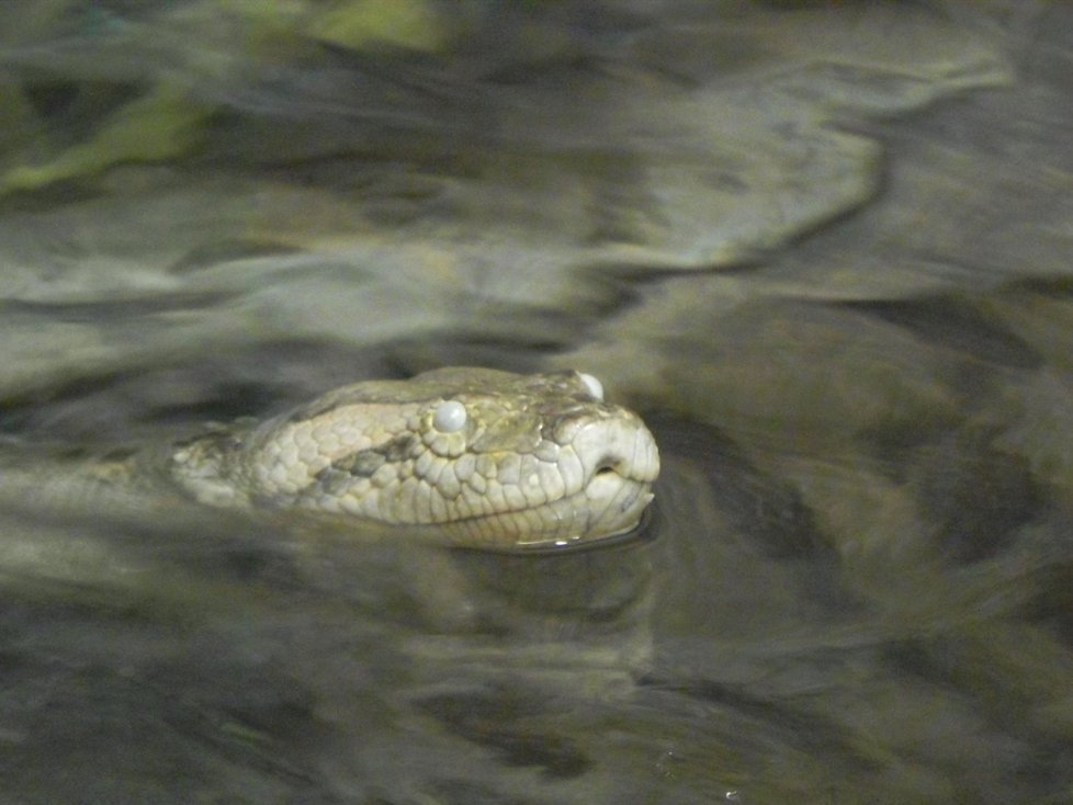 Velké hadí stěhování. Dvě samice a samec anakondy velké dnes podstoupili v brněnské zoologické zahradě stěhování do nové expozice.