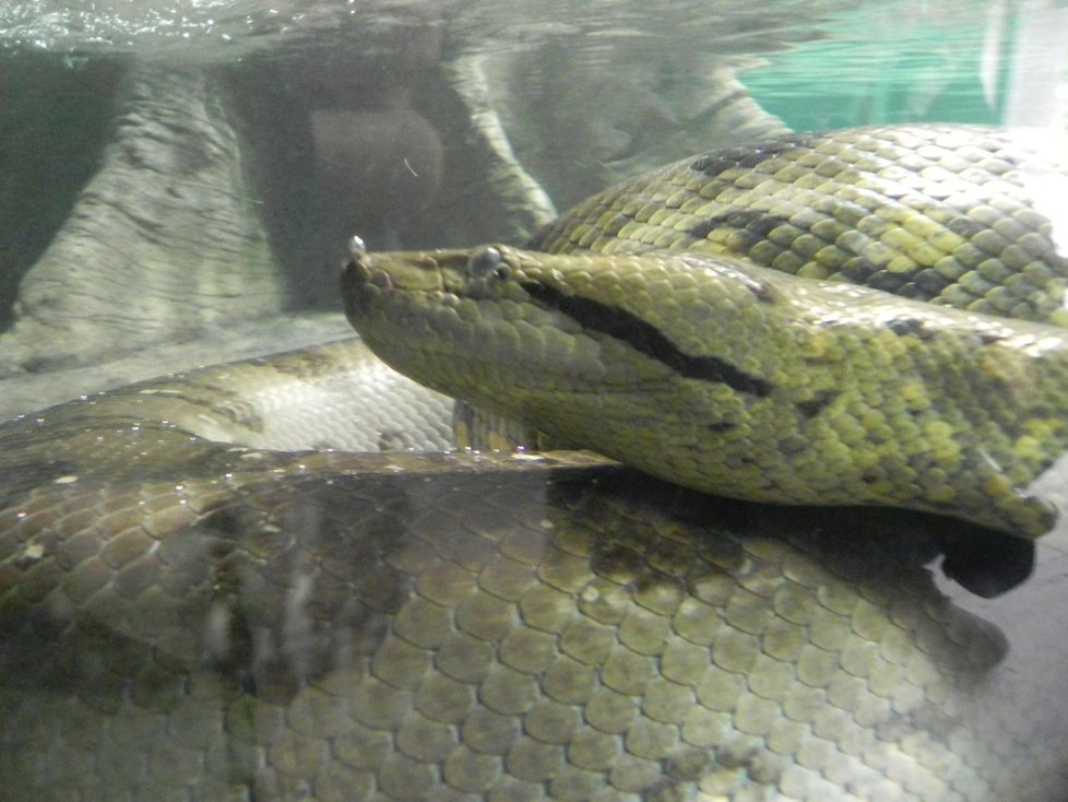 Velké hadí stěhování. Dvě samice a samec anakondy velké dnes podstoupili v brněnské zoologické zahradě stěhování do nové expozice.