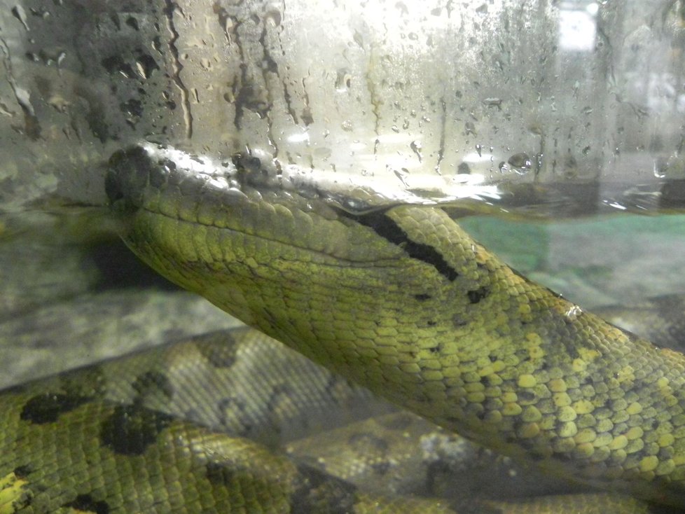 Velké hadí stěhování. Dvě samice a samec anakondy velké dnes podstoupili v brněnské zoologické zahradě stěhování do nové expozice.