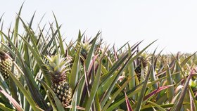 Ananas – jak se pěstuje toto tropické ovoce?