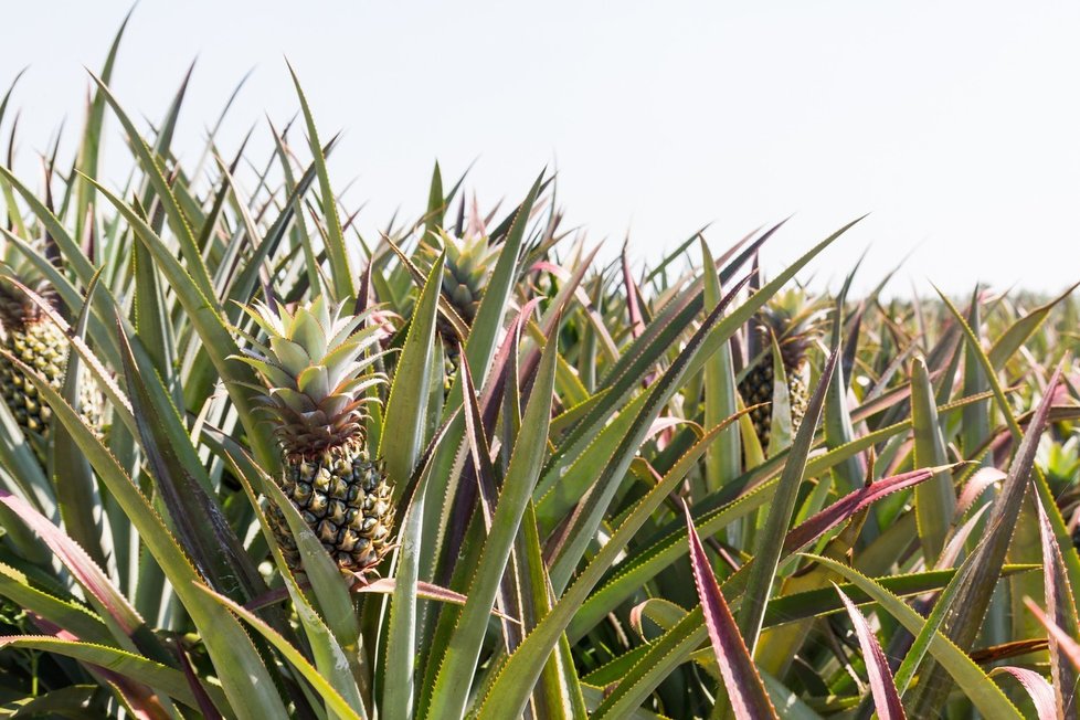 Kde se nejvíce pěstuje ananas?
