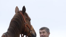 Andrej Babiš s koněm na farmě Čapí hnízdo na Benešovsku