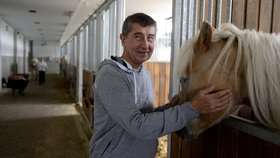 Andrej Babiš ve stájích na farmě Čapí hnízdo. Pro farmu nakupoval koně, i když s ní údajně v té době neměl nic společného.