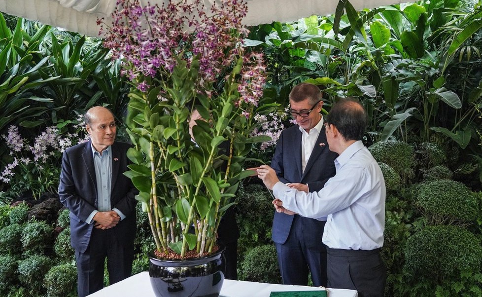 Premiér Babiš v Singapuru: V botanické zahradě po něm pojmenovali orchidej.