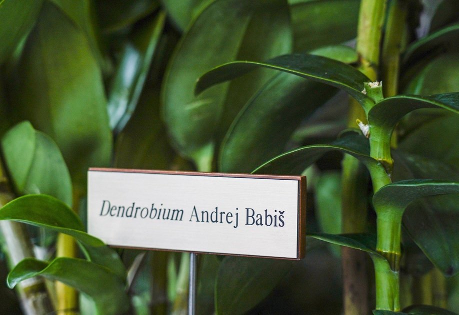 Premiér Babiš v Singapuru: V botanické zahradě po něm pojmenovali orchidej