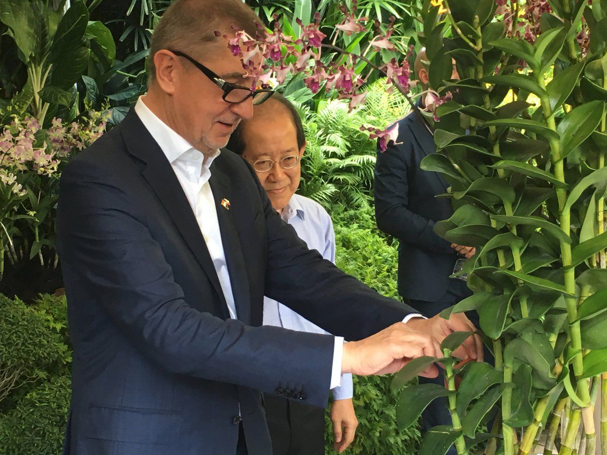 Po Andreji Babišovi pojmenovali v botanické zahradě v Singapuru orchidej (15.1.2019)