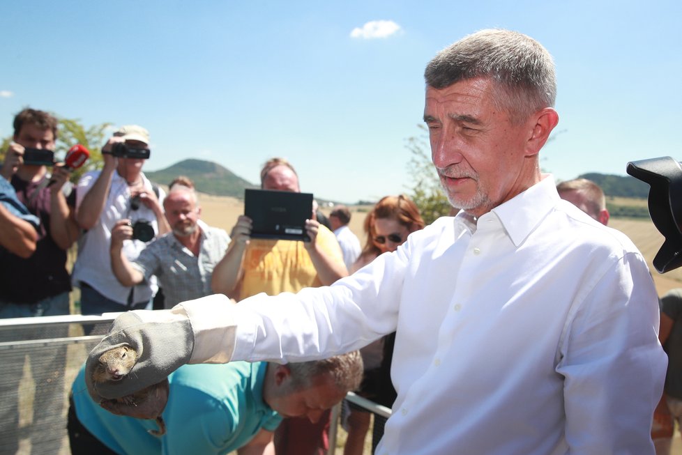 Andrej Babiš vypouštěl na Lounsku ohrožený druh syslů