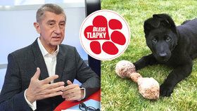 Andrej Babiš chce zvýšení trestů za týrání zvířat.