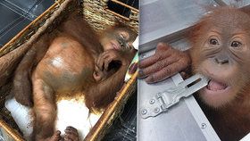 Na letišti v Bali zatkli turistu se zdrogovaným orangutanem.