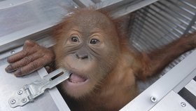 Orangutan převoz naštěstí přežil.