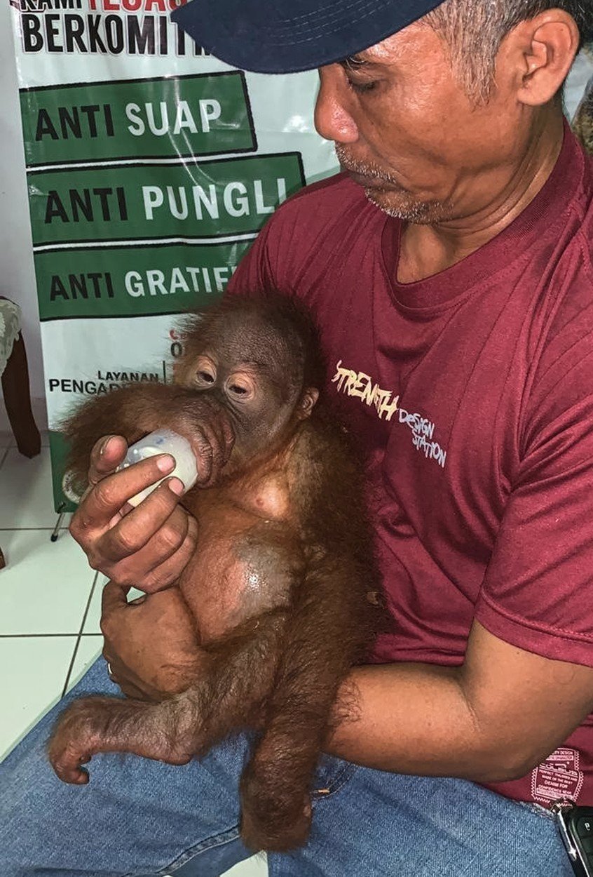 Orangutanovi jsou dva roky.