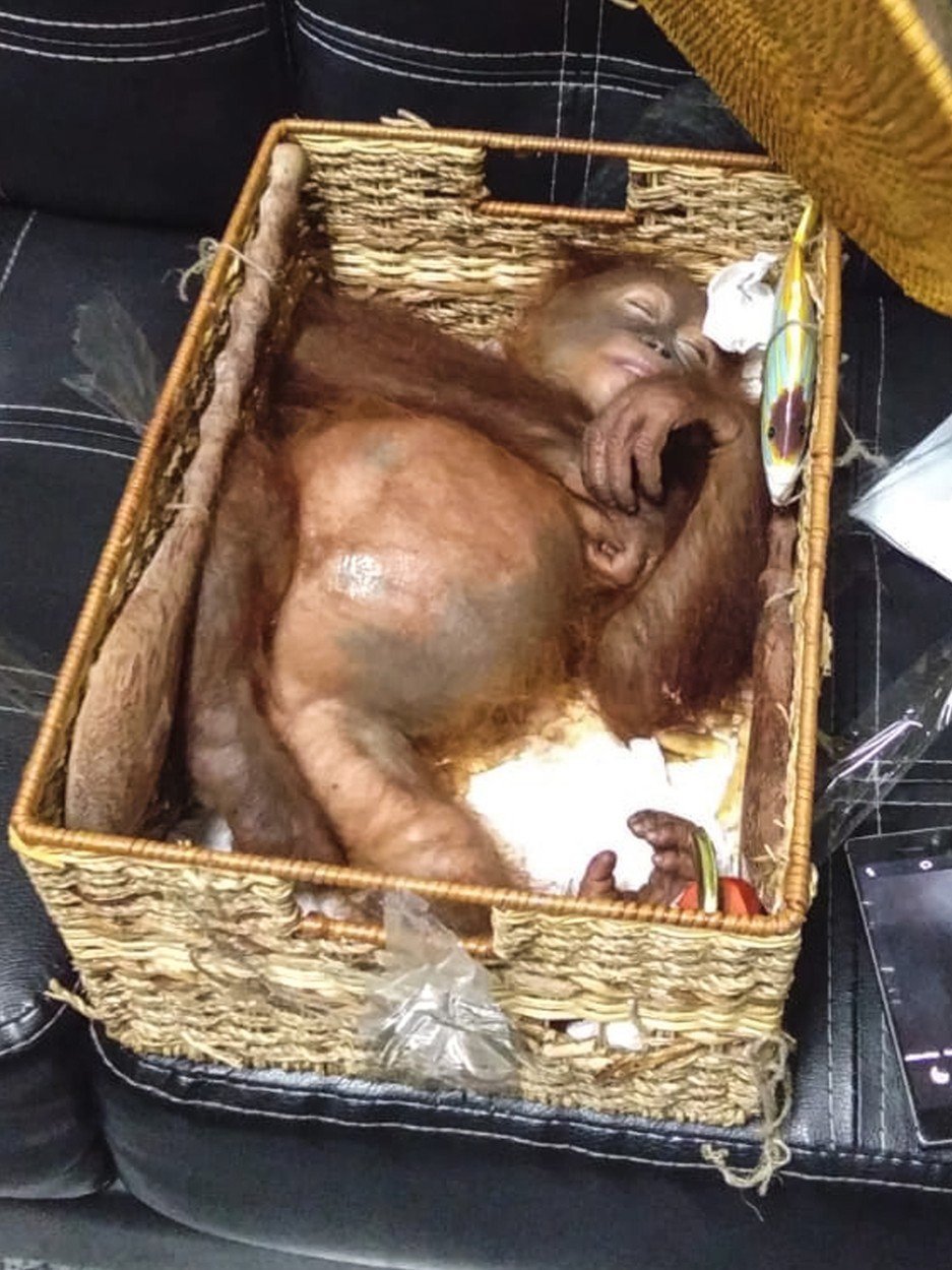 Orangutan byl pod vlivem prášků na spaní.