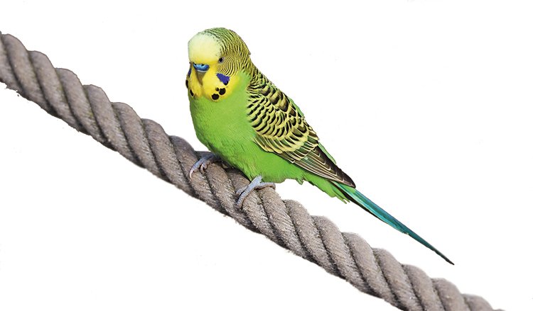 ANDULKA VLNKOVANÁ (Melopsittacus undulatus)