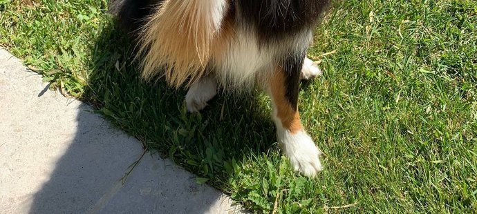 Mick přišel o milovanou fenečku Angie.