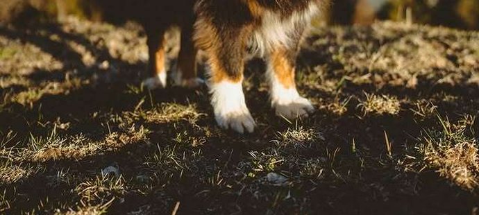 Mick přišel o milovanou fenečku Angie.