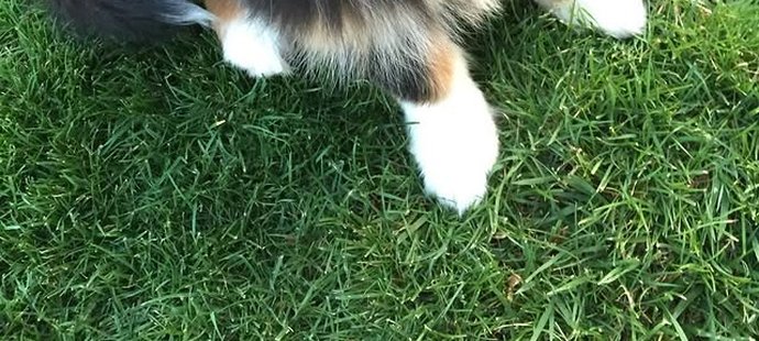 Mick přišel o milovanou fenečku Angie.