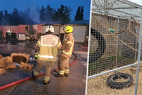 Zoo v britském Essexu zachvátily plameny: V ohnivém infernu zahynulo pětadvacet zvířat!