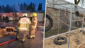 Při požáru zoo v Essexu zahynulo pětadvacet zvířat.