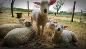 Maldon Promenade Petting Zoo oplakává zvířata zabitá požárem.