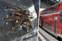 Cestující ve vlaku vyděsila tarantule: Nepozorný chovatel ji nechal na sedadle?!