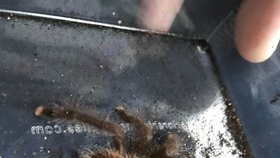 Cestující ve vlaku v Londýně vyděsila obří tarantule.