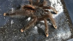 Cestující ve vlaku v Londýně vyděsila obří tarantule.