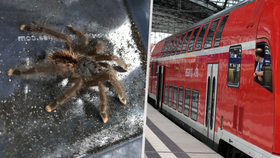 Cestující ve vlaku v Londýně vyděsila obří tarantule.