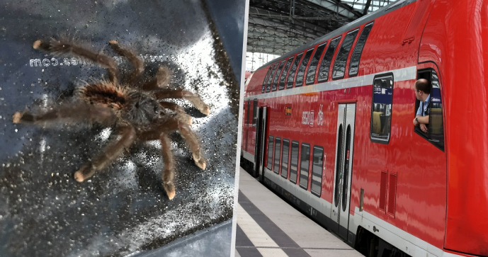 Cestující ve vlaku v Londýně vyděsila obří tarantule.