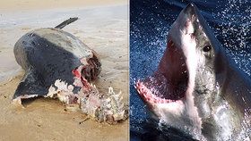 Angličané se bojí, že jejich vody obráží lidožravý žralok. Na břeh se vyplavila půlka delfína.