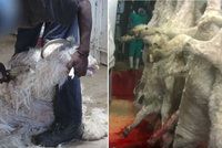 Hrůzné video týraných koz zděsilo světové módní řetězce. Končí s mohér vlnou