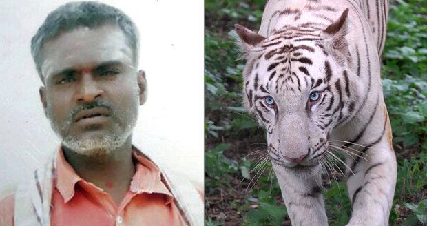 Ošetřovatele (†40) roztrhali v zoo bílí tygři. Muž do práce nastoupil teprve před týdnem