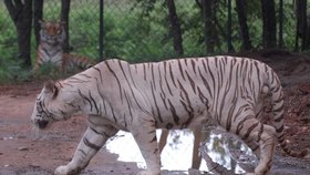Bílí tygři v indické zoo