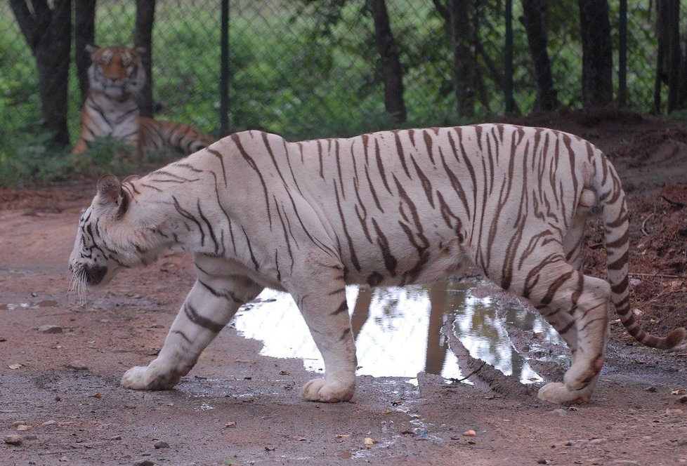 Bílí tygři v indické zoo