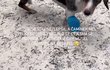 Trápení Anny Kadeřávkové kvůli pejskovi Trápení Anny Kadeřávkové kvůli pejskovi