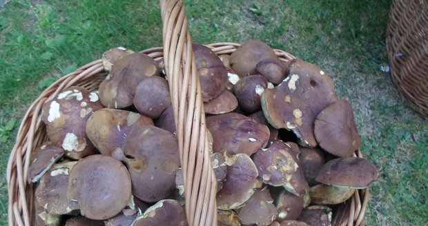 Anna Šimčíková si nasbírala velký košík hub.