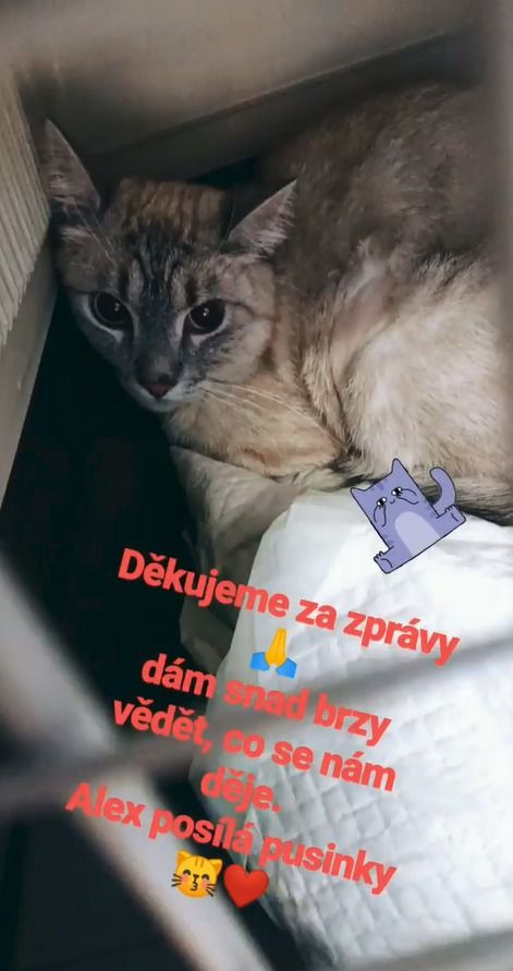 Kocourek Anny Slováčkové Alex musel k veterináři.