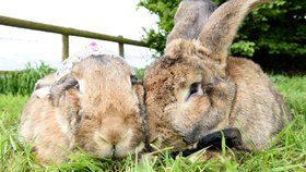 Annette Edwards uspořádala i králičí svatbu.