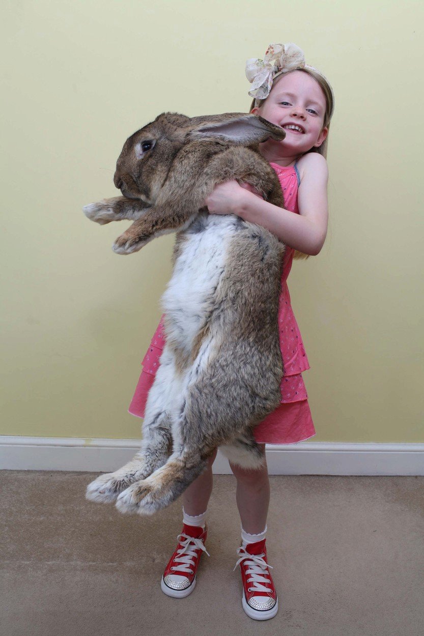 Darius je největším králíkem na světě.