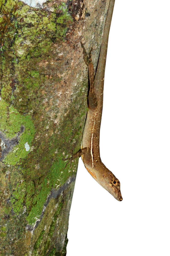 „Obojživelný“ ještěr Anolis oxylophus z Kostariky