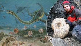Poprvé bude v Česku vystavena velká sbírka fosilií z Antarktidy.