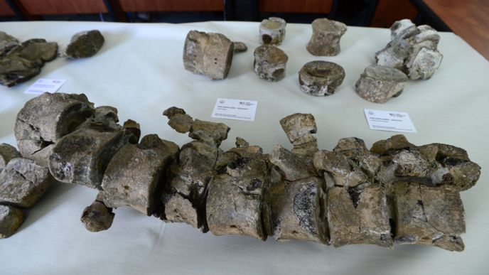 Zkamenělé úlomky kostí druhohorního ještěra