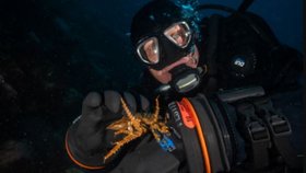 Sumka v sobě obsahuje bakterie, jejichž toxiny napadají melanomy a ostatní buňky nechávají netknuté