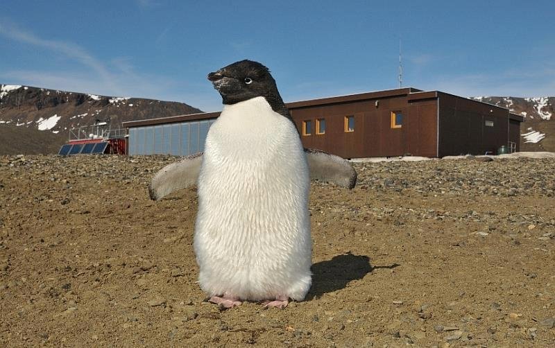 Brněnské polárníky na ostrově Jamese Rosse v Antarktidě čas od času navštěvují místní tučňáci.
